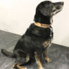 Hundehalsband Leder mit Lasergravur – Bild 4