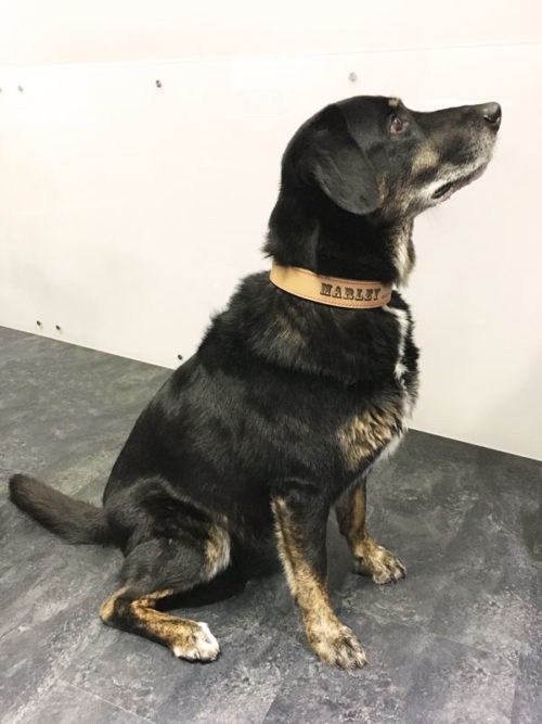 Hundehalsband Leder mit Lasergravur – Bild 4