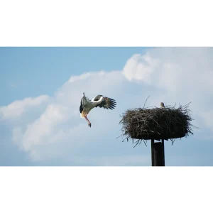 Storch
