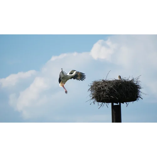 Storch